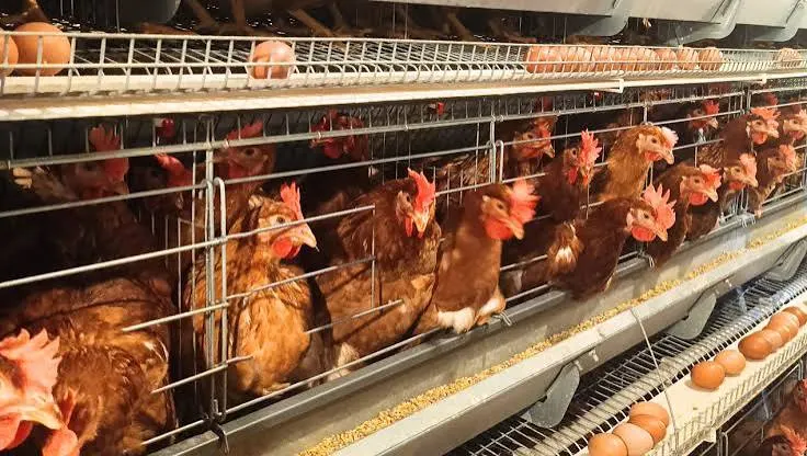 Kementan Ungkap 30% Bahan Baku Pakan Unggas Masih Bergantung Impor
