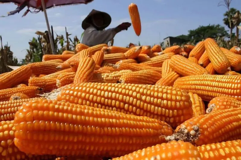 Petani memanen jagung