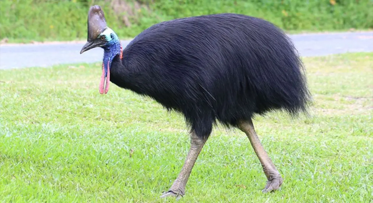 Burung Kasuari. Tripodnews/HO