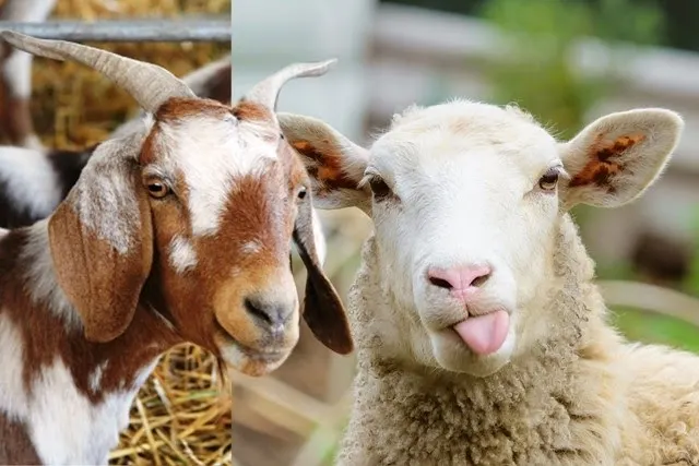 Teten menganggap bahwa kontes domba dan kambing yang diadakan oleh Himpunan Peternak Domba dan Kambing Indonesia (HPDKI) bukan hanya sebagai ajang kompetisi tetapi juga sebagai wadah bagi peternak untuk bertukar pengalaman dan ide. Selain itu, kontes