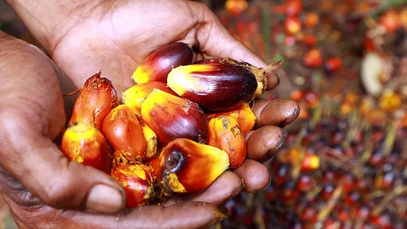 Penetapan harga referensi CPO tersebut tercantum dalam Keputusan Menteri Perdagangan Nomor 940 tahun 2023 tentang Harga Referensi Crude Palm Oil yang Dikenakan Bea Keluar dan Tarif Layanan Umum Badan Pengelola Dana Perkebunan Kelapa Sawit.